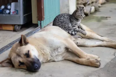 Animals and mental health